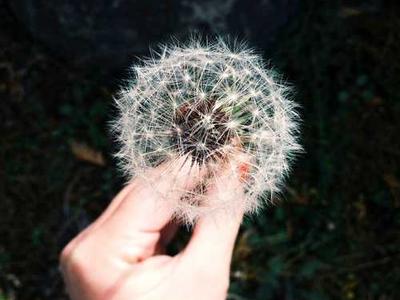 Kemeja Lengan Pendek